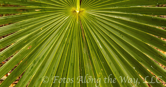 Fan Palm Branch (Mexico)