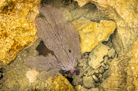 Purple Sea Fan in Tide Pool (Mexico)