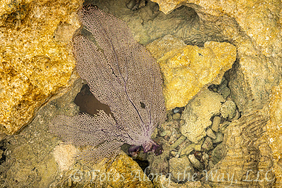 Purple Sea Fan in Tide Pool (Mexico)