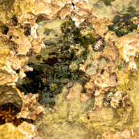 Rocky Beach Composition (Mexico)