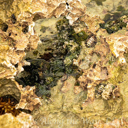 Rocky Beach Composition (Mexico)