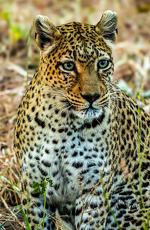 Leopard Gaze