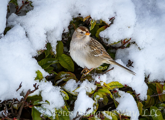 Sparrow in Window of Snow (Arizona)