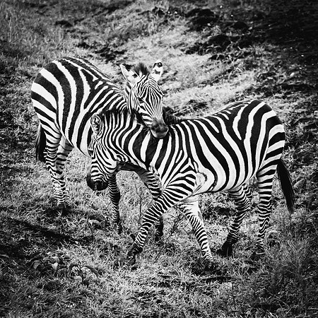 Zebra Dance (Kenya)