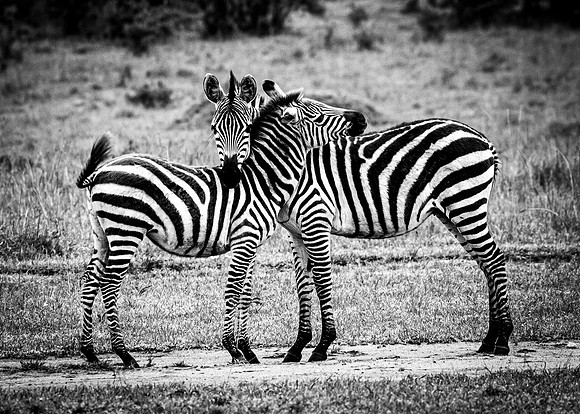 Zebra Embrace (Kenya)
