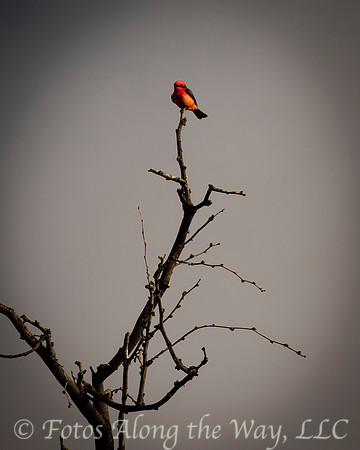 Photo by Michael K. McDermott