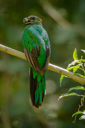 Resplendent Quetzal with Berry (Costa Rica)