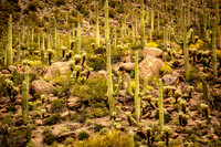 Saguaro National Park - Arizona