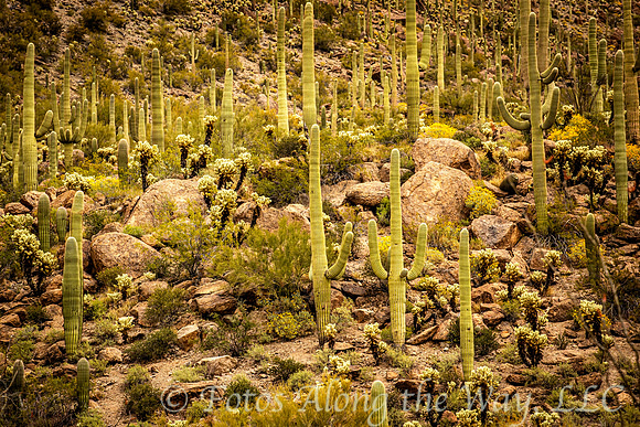 Sonoran Cacti Forest (Arizona)