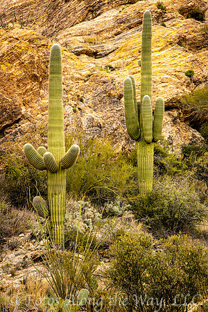 Two Saguaros Against Rocky Hillside (Arizona)