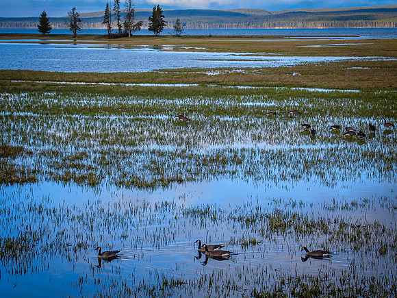 Yellowstone Lake with Geese (Wyoming)