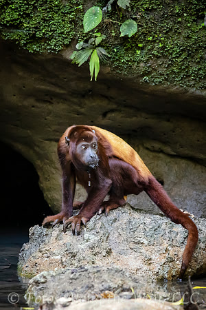 Red Howler Monkey Drooling (Ecuador)