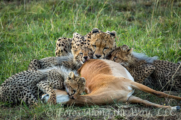 Cheetah Family Dinner (Kenya)