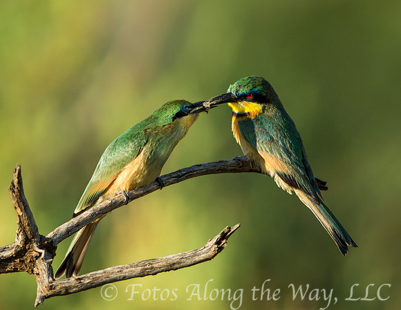 Little Bee-eaters Passing an Insect (Kenya)