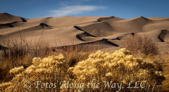 Flora in the Dunes (Colorado)