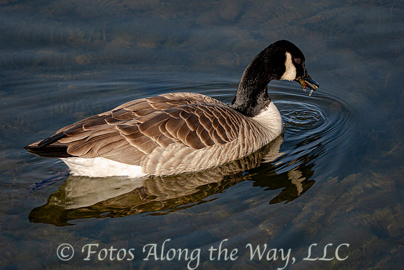 Canada Goose Eating Insect (Colorado)