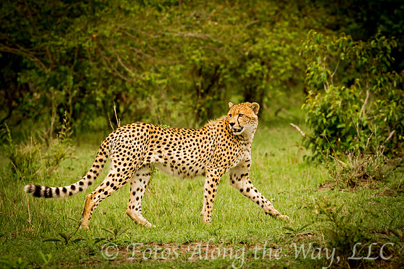 Cheetah Looking Back in Bush (Kenya)