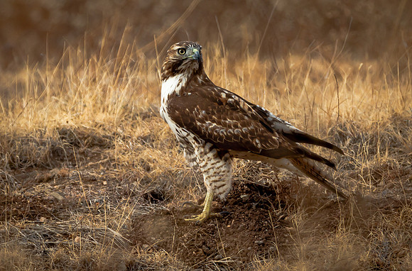 Ferruginous Hawk (Arizona)