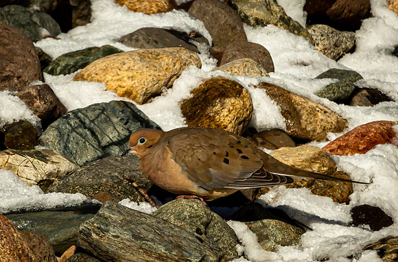 Mourning Dove in Winter (Arizona)
