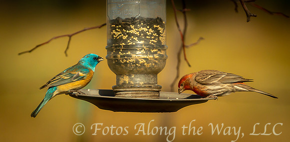 Lazuli Bunting & House Finch on Feeder (Arizona)