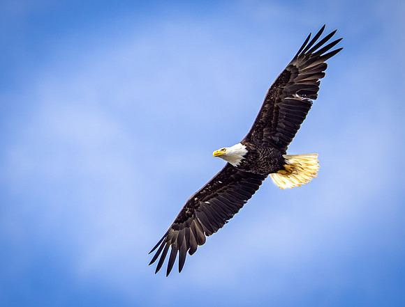 Bald Eagle in Flight with Blue Sky (Alaska)