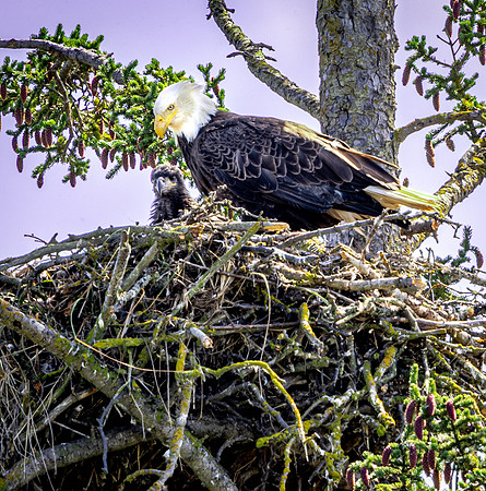 Bald Eagle with Chick in Nest (Alaska)