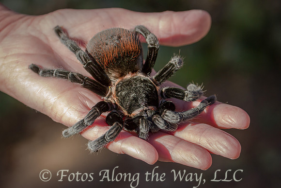 Tarantula at the Zoo (Captive, Arizona)