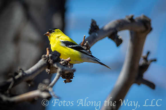 American Goldfinch Perched (Arizona)