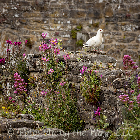 White Pigeon inside Castle Walls