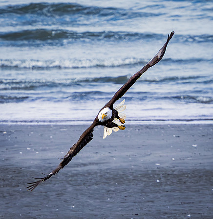 Bald Eagle Flying Tilted at Beach (Alaska)
