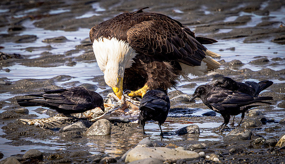 Bald Eagle and Ravens Scavenging (Alaska)