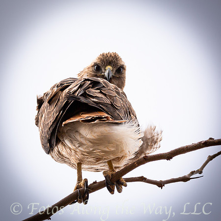 Red-tailed Hawk Staring (Arizona)