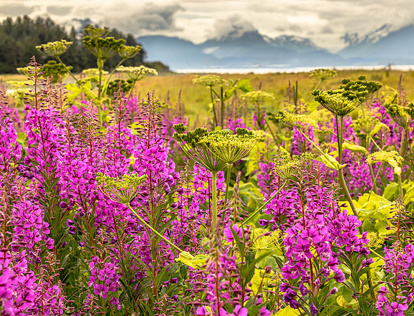 Fireweed in Coastal Slough