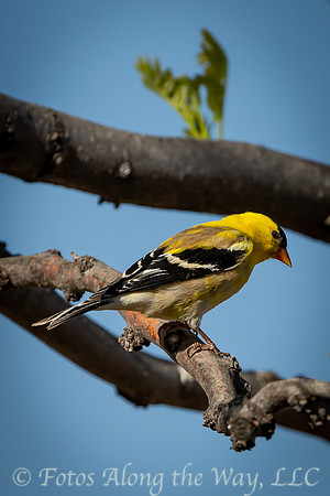 American Goldfinch (Arizona)