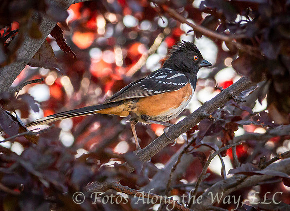 Spotted Towhee in Plum Tree (Arizona)