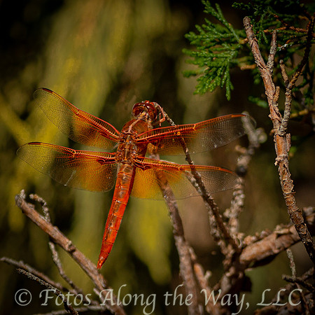 Orange Doublewing Dragonfly (Arizona)
