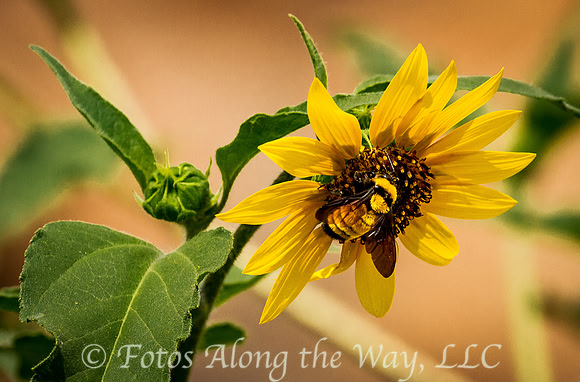 (May) Bumble Bee on Sunflower on Willow Loop Trail