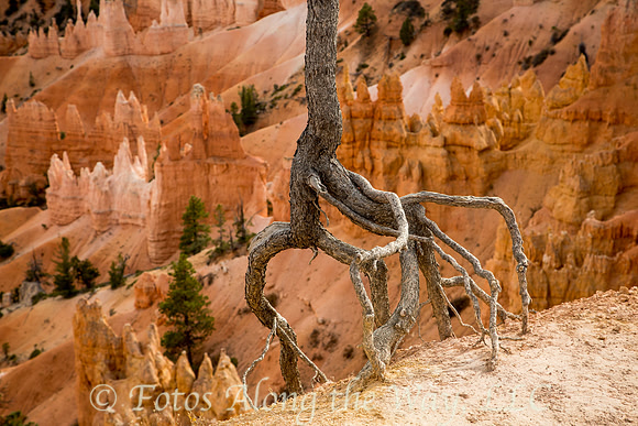 Bryce Canyon (Utah)