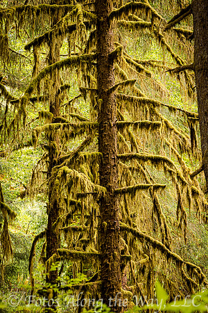 Mossy Branches (Washington)