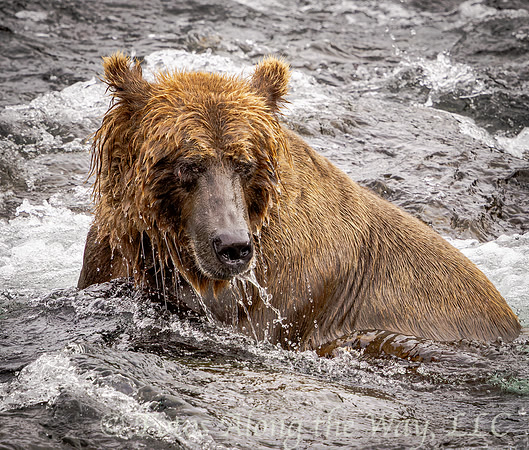 Brown Bear Fishing in the River