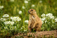 Small Mammals