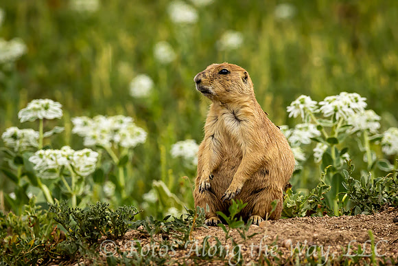 Prairie Dog on Guard (Colorado)