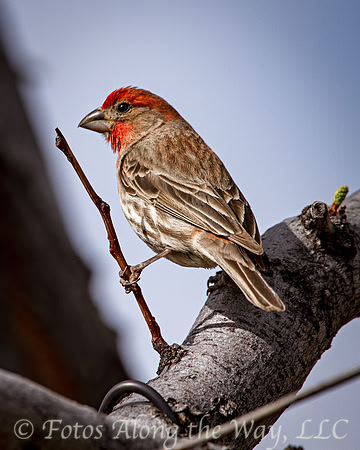 Perched House Finch (Arizona)