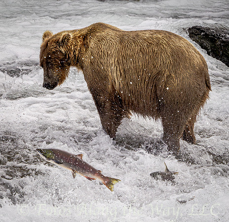 Brown Bear Staring at Salmon