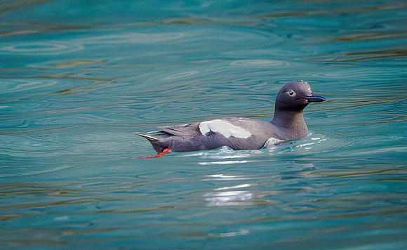 Pidgeon Guillemot