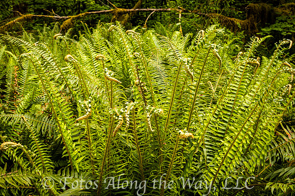 Ferns in the Hoh Forest (Washington)