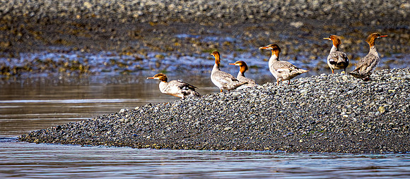 Red-breasted Mergansers on Shore