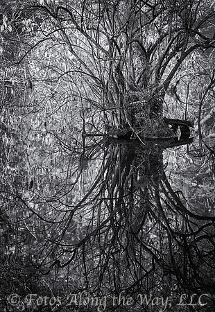 Lowcountry Lake Tree and Reflection (South Carolina)