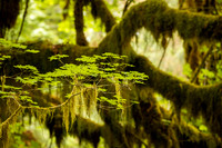 Olympic National Park - Washington