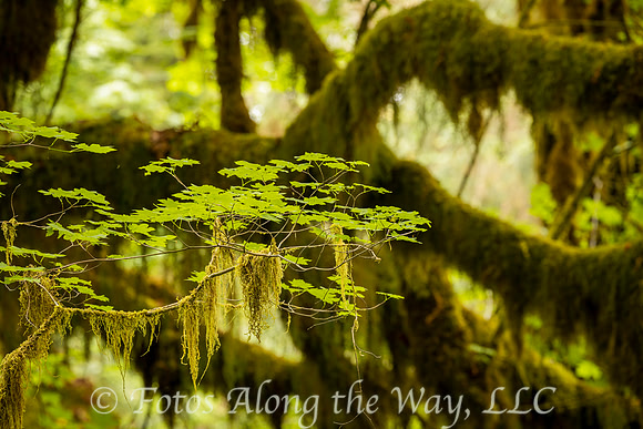 Branches in Hoh Forest (Washington)